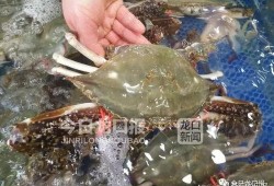 近日海鲜大爆料最新消息,揭秘近期海鲜市场惊人内幕