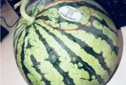 网红吃团队瓜,趣味横生！