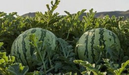 成都吃瓜网红,成都网红吃瓜达人带你探秘美食圈幕后故事