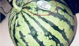 成都吃瓜网红,成都网红吃瓜达人带你探秘美食圈幕后故事