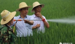 杂交水稻爆料视频,视频爆料背后的科技奇迹