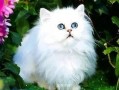 波斯猫二姐视频爆料在线观看,揭秘波斯猫二姐直播爆料的精彩瞬间