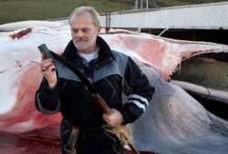 捕鲸电影在线观看